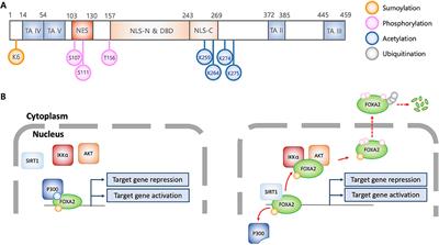 Inactivation of FOXA2 by Respiratory Bacterial Pathogens and Dysregulation of Pulmonary Mucus Homeostasis